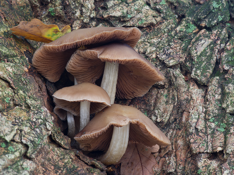 Psathyrella papyracea